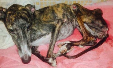 Alcalá rescindirá el contrato de la perrera por maltrato