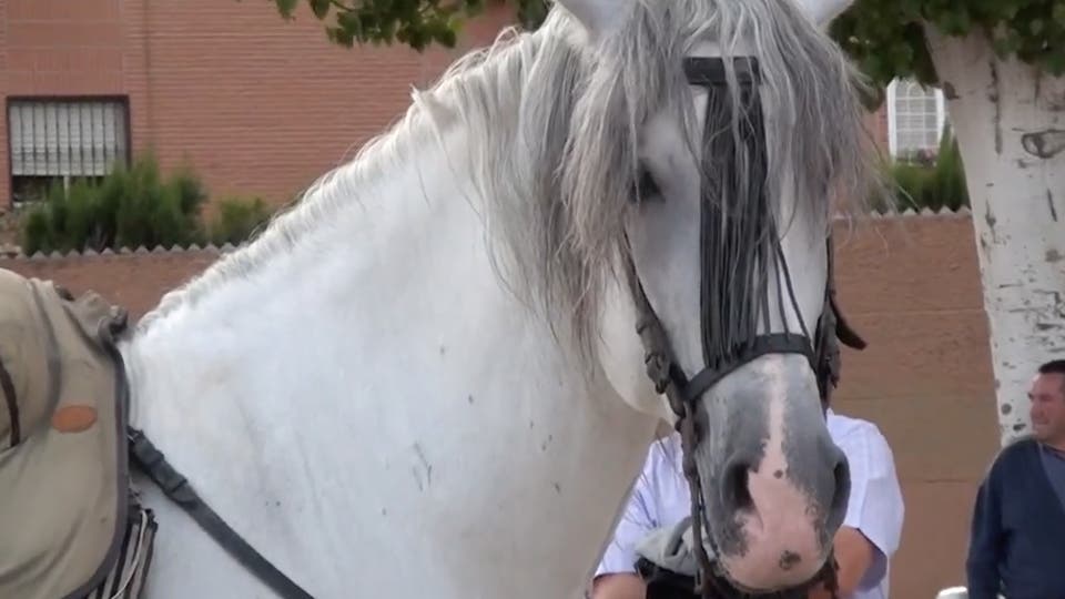 Alcalá acoge en abril la II Feria Amigos del Caballo