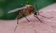 Alcalá, Torrejón, Velilla, Mejorada... se unen contra los mosquitos