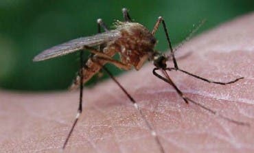 Algunos trucos de la Universidad de Alcalá para librarse de las picaduras de los mosquitos