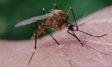 Alcalá, Torrejón, Velilla, Mejorada... se unen contra los mosquitos