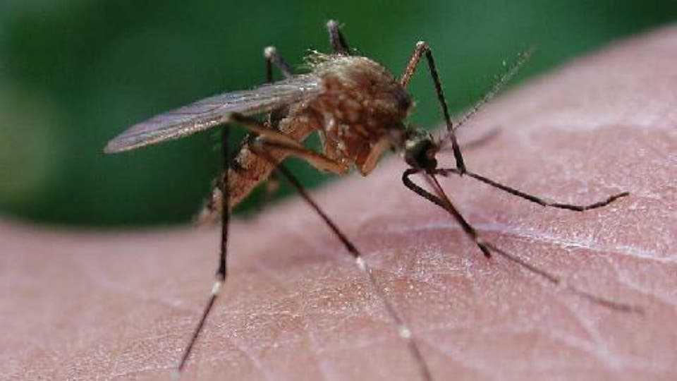 Alcalá, Torrejón, Velilla, Mejorada… se unen contra los mosquitos