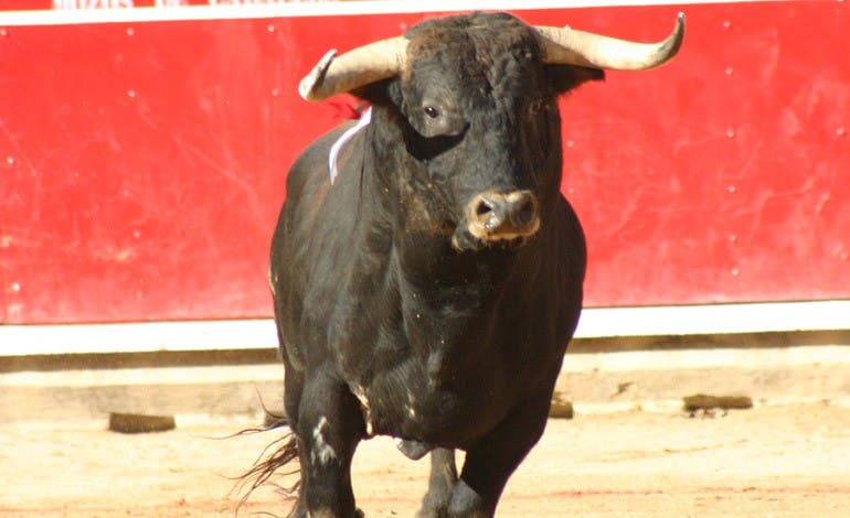 Antitaurinos exigen al Ayuntamiento de Alcalá de Henares que suspenda los toros por riesgo de brotes