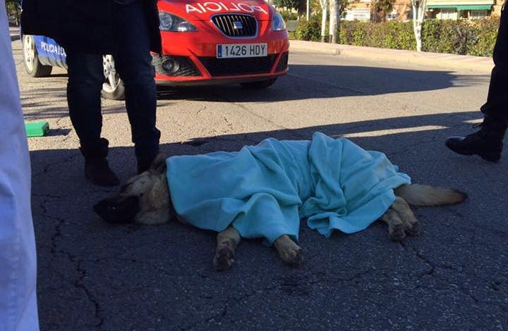 Atropella a un pastor alemán en Velilla y se da a la fuga