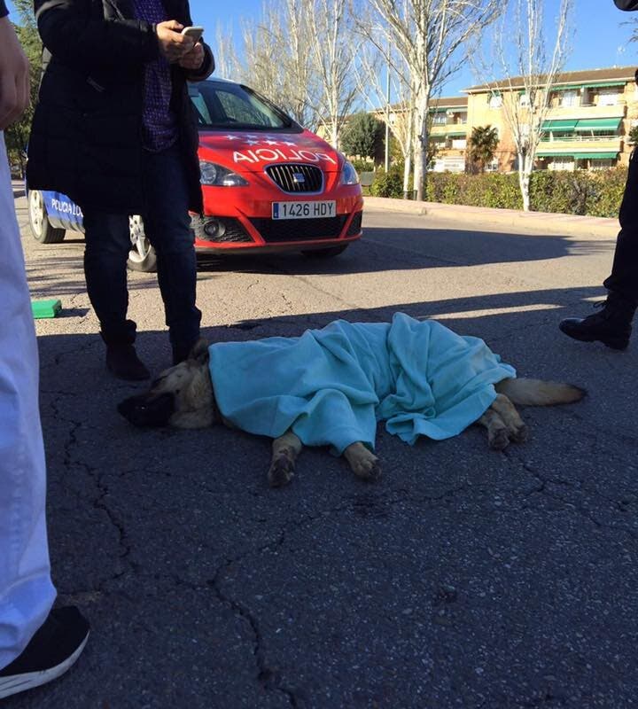 Atropella a un pastor alemán en Velilla y se da a la fuga