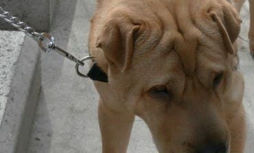 Los vecinos de Meco tienen hasta el 12 de junio para realizar la prueba del ADN a su perro