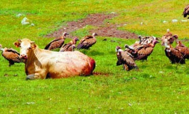Manadas de buitres están atacando al ganado de Guadalajara