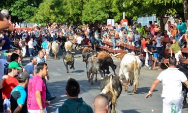 Hasta 6 encierros para grandes y pequeños en las Fiestas de Torrejón