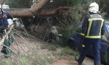 La aparatosa caída de un pino sobre un coche en Torrejón