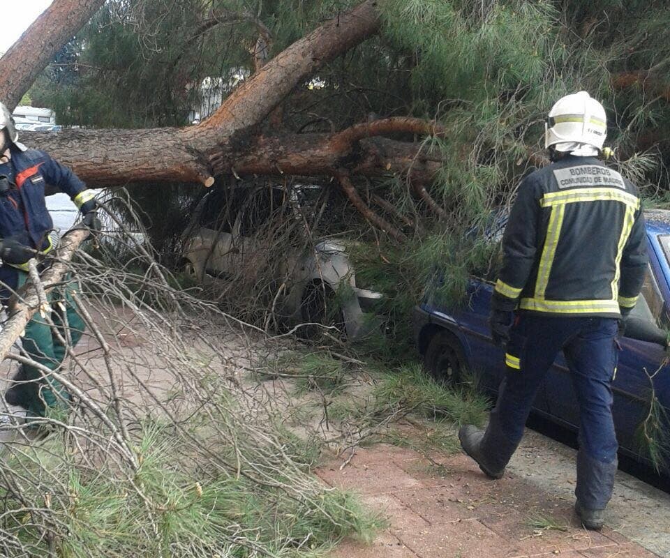 La aparatosa caída de un pino sobre un coche en Torrejón