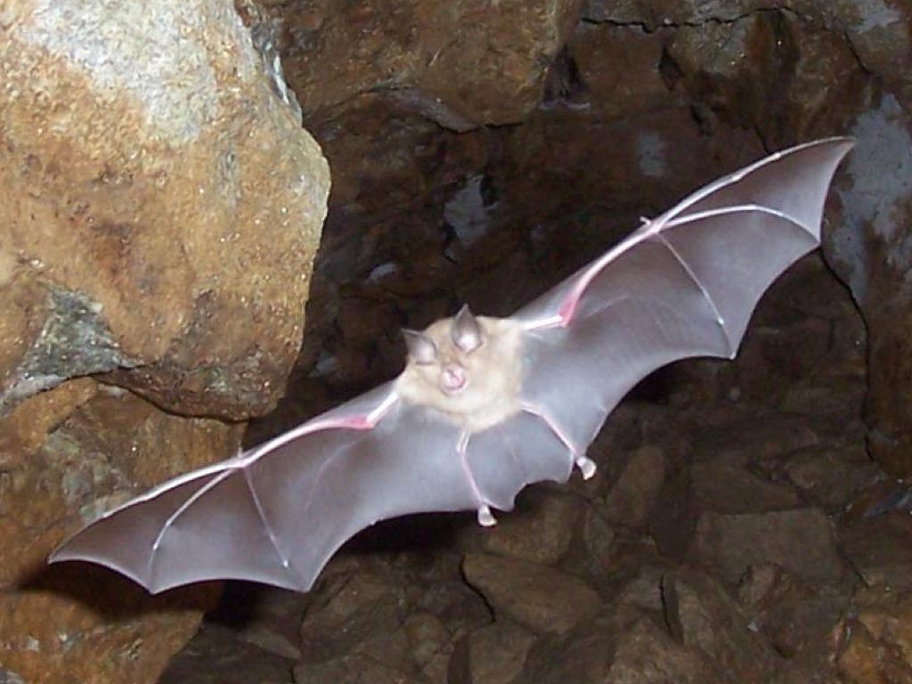 Torrejón empezará a utilizar murciélagos para luchar contra los mosquitos
