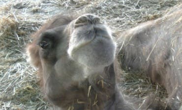 Coslada prohíbe los circos con animales. Entramos en uno de esos circos que no podrán ir a Coslada