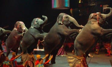 Coslada debate hoy prohibir los circos con animales