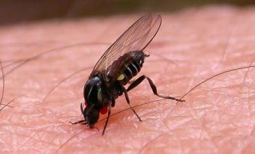 Rivas, Arganda, Mejorada, Velilla y San Fernando exigen medidas contra la mosca negra y los mosquitos