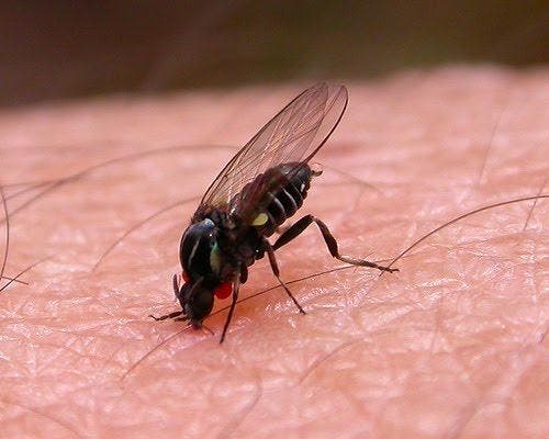 Rivas, Arganda, Mejorada, Velilla y San Fernando exigen medidas contra la mosca negra y los mosquitos