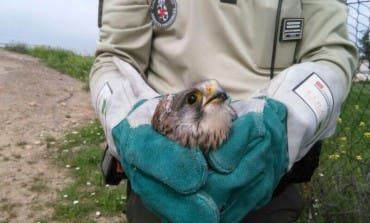 Rescatan en Alcalá a un cernícalo que había impactado contra un tendido eléctrico