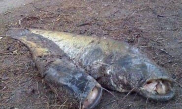 Velilla publica los análisis del agua de su laguna tras la aparición de cientos de peces muertos