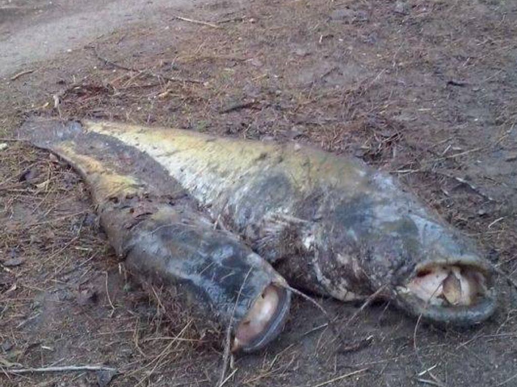 Velilla publica los análisis del agua de su laguna tras la aparición de cientos de peces muertos