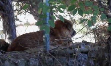 Juzgan en Alcalá a la dueña de una perra que murió abandonada en una finca