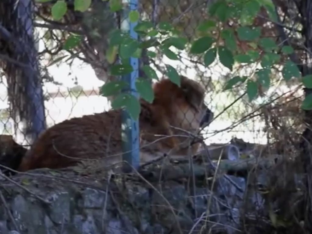 Juzgan en Alcalá a la dueña de una perra que murió abandonada en una finca