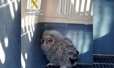 Recuperadas dos aves rapaces protegidas en Guadalajara