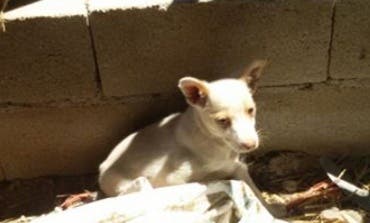 Perros atados a pleno sol, sin agua permanente y con heridas en una finca de Guadalajara