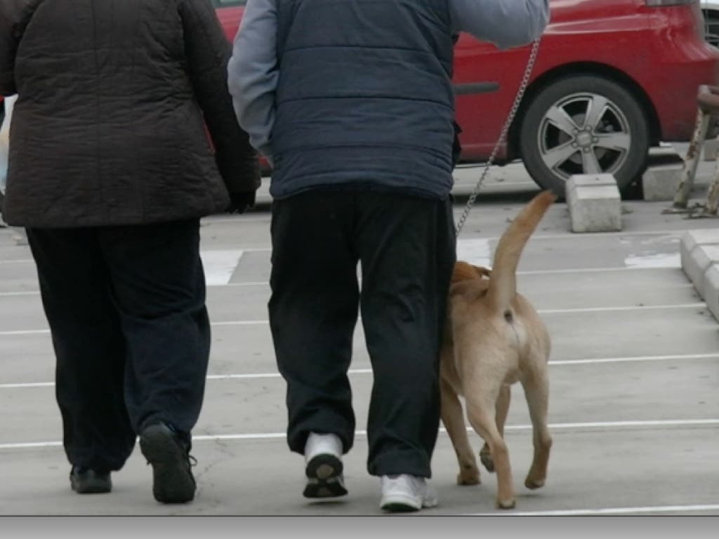 Alcalá de Henares pondrá en marcha el ADN canino a partir de enero 