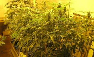 Detenido en Azuqueca por cultivar 95 plantas de marihuana en su casa