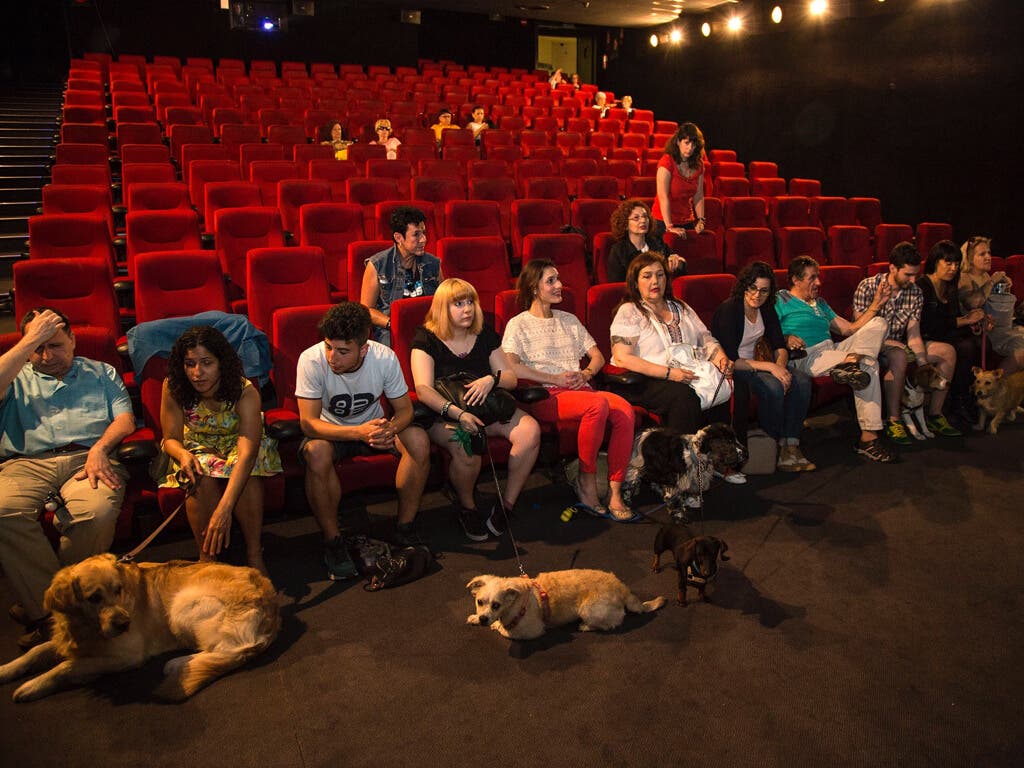 Una empresa de Guadalajara quiere que los perros puedan ir al cine con sus dueños