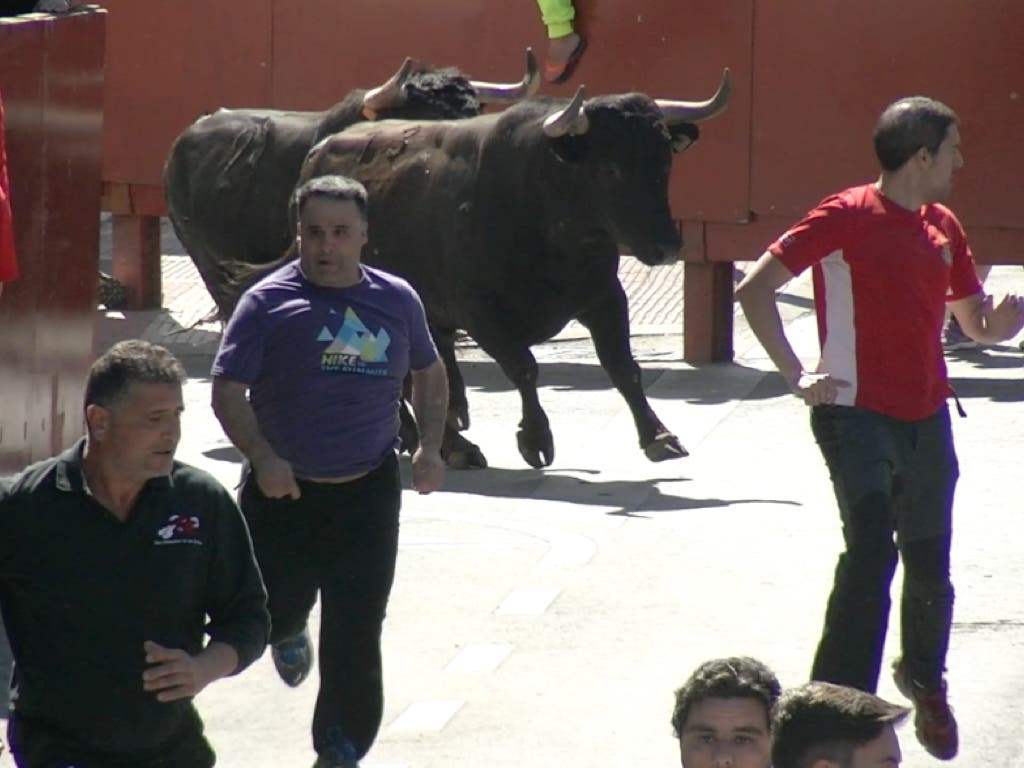 Las mejores imágenes de los encierros de las Fiestas de Torrejón