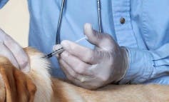 La Comunidad de Madrid elimina la subvención de la vacuna antirrábica para perros