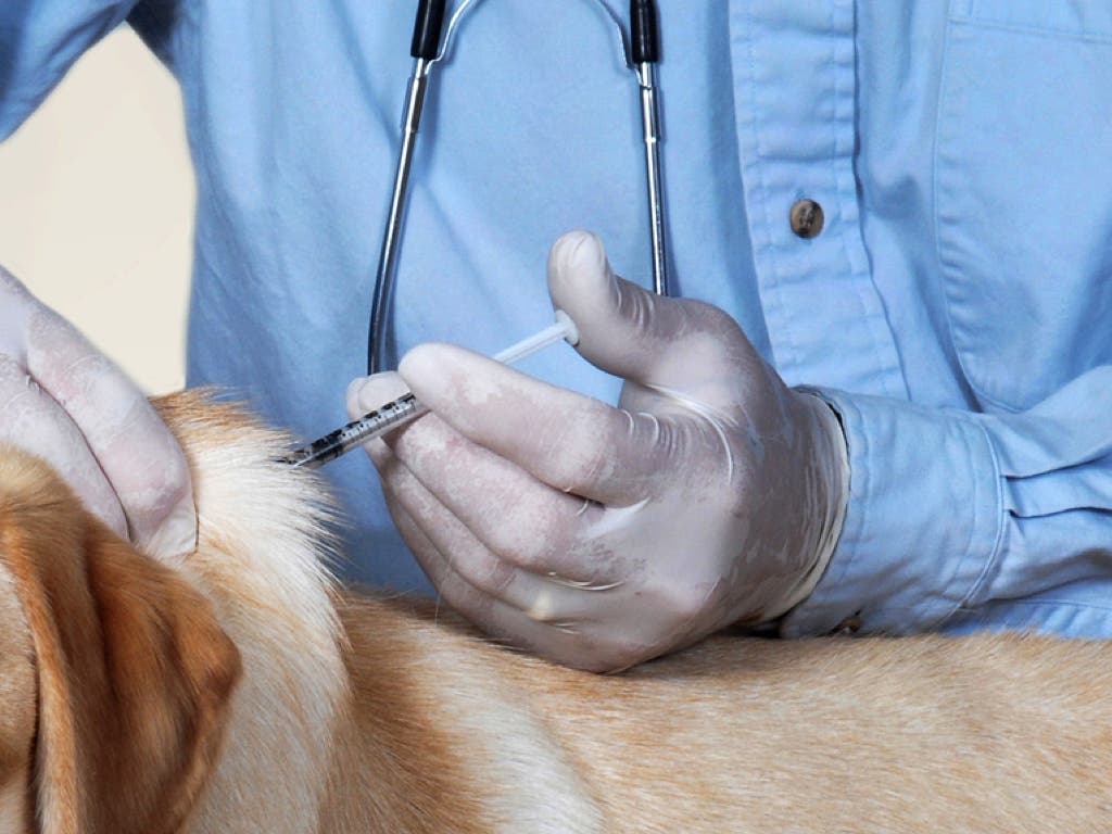 La Comunidad de Madrid elimina la subvención de la vacuna antirrábica para perros