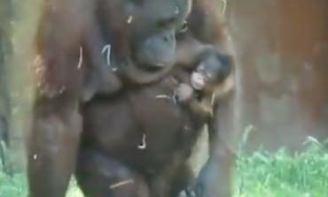 Nace una nueva cría de orangután en el Zoo de Madrid