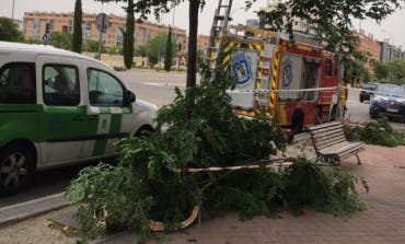 Una mujer herida tras la caída de otro árbol en Madrid