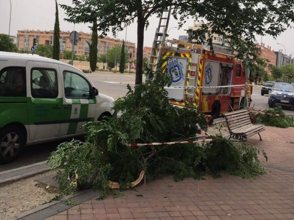 Una mujer herida tras la caída de otro árbol en Madrid