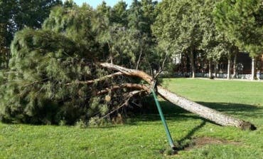 San Fernando encarga un estudio tras la caída de dos árboles y varias ramas