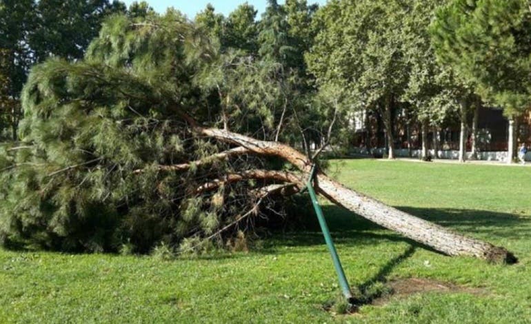 San Fernando encarga un estudio tras la caída de dos árboles y varias ramas