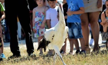 Vuelven a volar 14 cigüeñas recuperadas tras sufrir caídas de los tejados de Alcalá