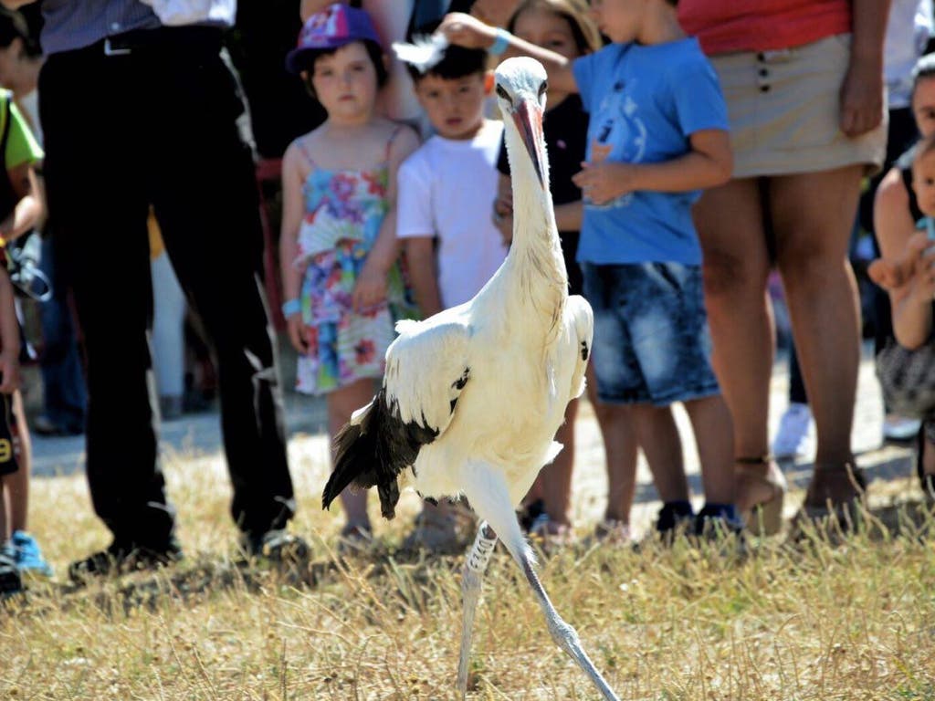 Vuelven a volar 14 cigüeñas recuperadas tras sufrir caídas de los tejados de Alcalá