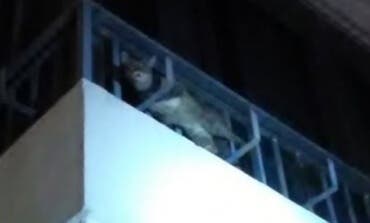 Rescatan a un gato atrapado en un balcón en Azuqueca