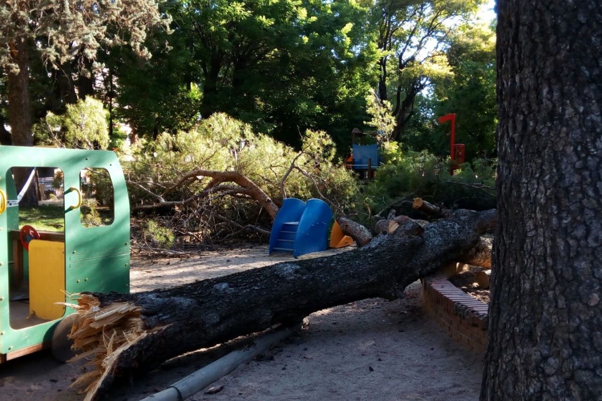 Cae un árbol de grandes dimensiones en una zona infantil de un parque de Guadalajara