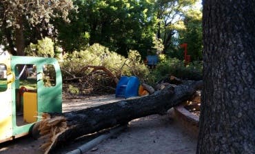 Cae un árbol de grandes dimensiones en una zona infantil de un parque de Guadalajara