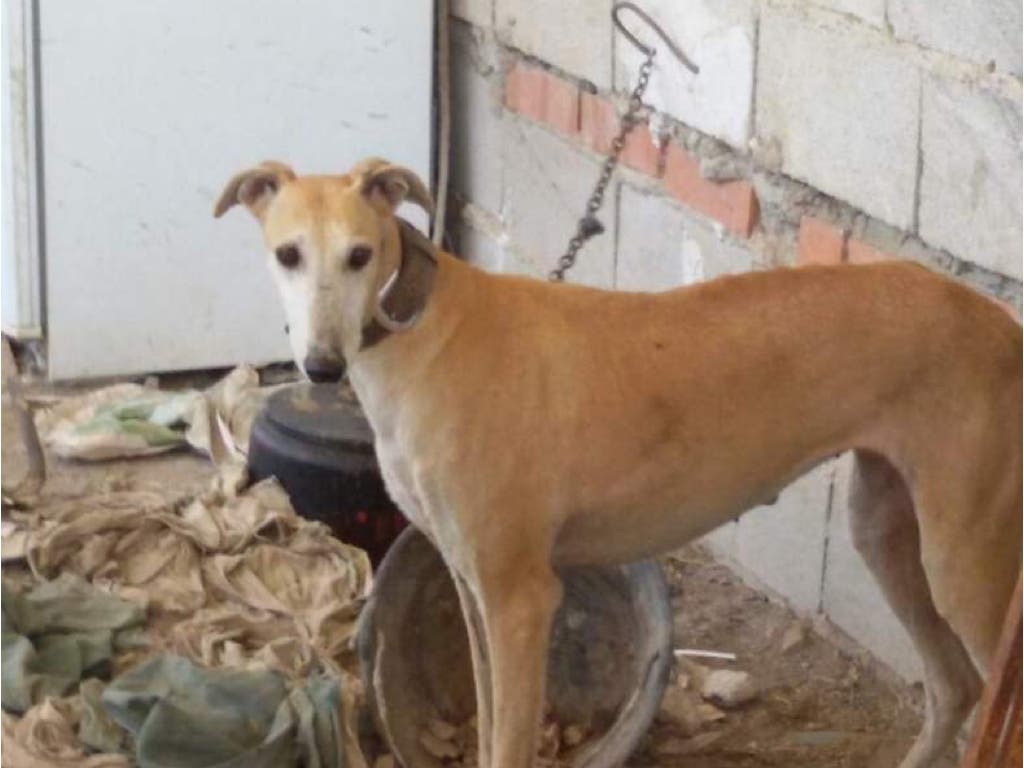 Aumentan los perros sin agua y a pleno sol en una finca de Guadalajara