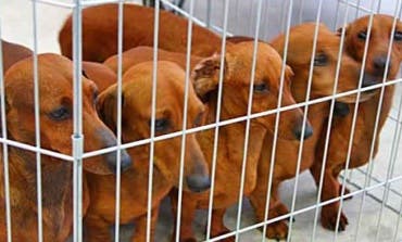 Aprobada la ley que prohibe venta física de perros y gatos en tiendas de la Comunidad de Madrid