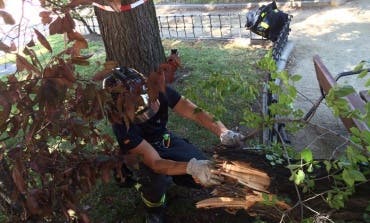 Muere el hombre herido por una rama de árbol en Moratalaz