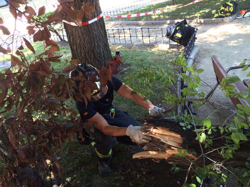 Muere el hombre herido por una rama de árbol en Moratalaz