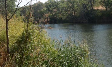 Aparecen peces muertos en el río Henares