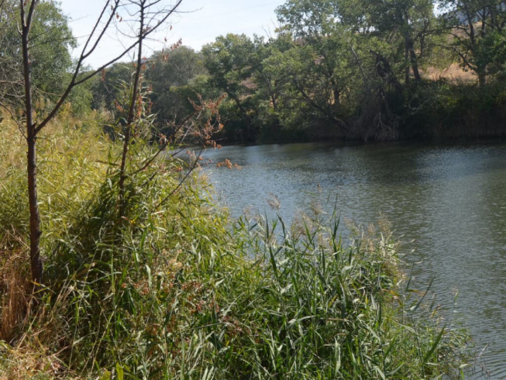 El río Henares, más limpio a su paso por Alcalá