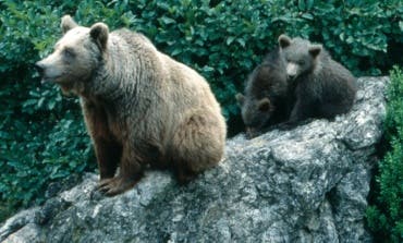 Fallece la osa más veterana del zoo de Guadalajara