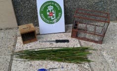 Cazaba pájaros con varetas impregnadas de pegamento, en Alcala de Henares